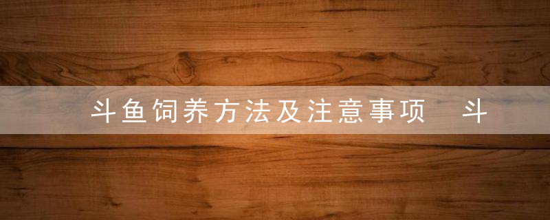 斗鱼饲养方法及注意事项 斗鱼吃什么食物